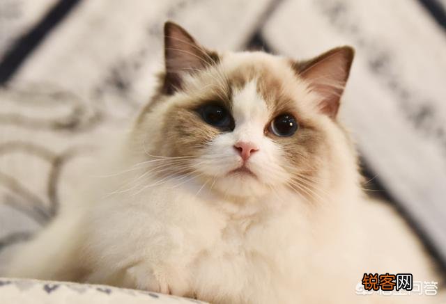 2300闲鱼上买一只布偶猫合理吗？
