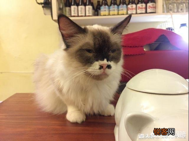 2300闲鱼上买一只布偶猫合理吗？