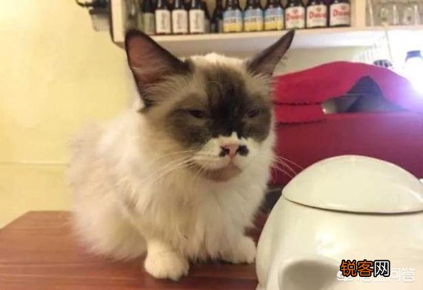 2300闲鱼上买一只布偶猫合理吗？