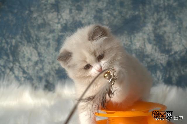 花6万多买到一只传腹布偶猫是一种什么样的体验？