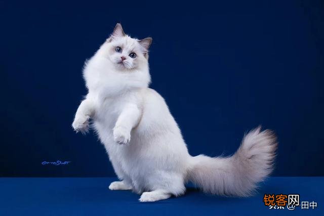 花6万多买到一只传腹布偶猫是一种什么样的体验？