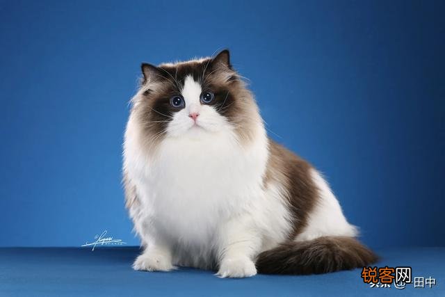 花6万多买到一只传腹布偶猫是一种什么样的体验？