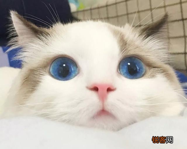 一只布偶猫大约什么价位？