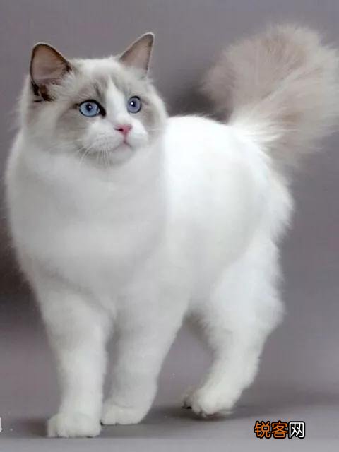 一只布偶猫大约什么价位？