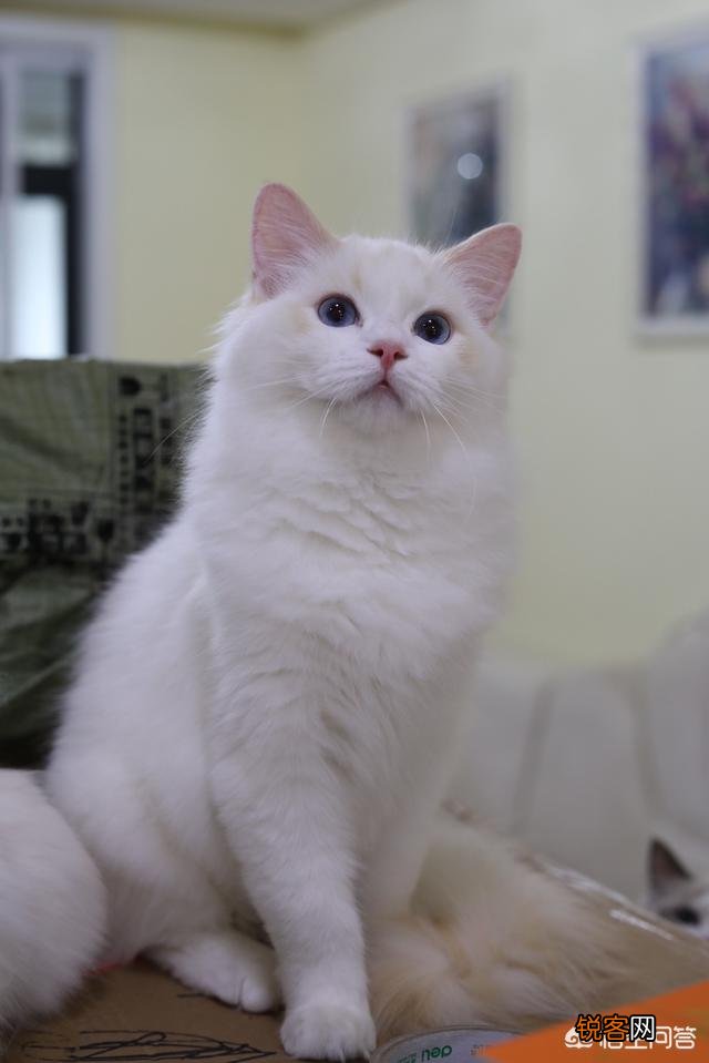 一只布偶猫大约什么价位？