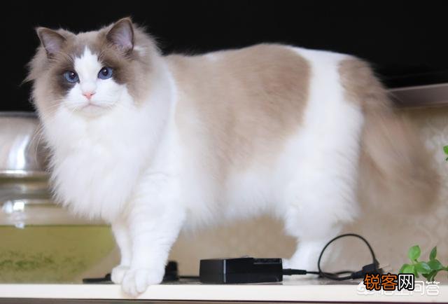 一只布偶猫大约什么价位？