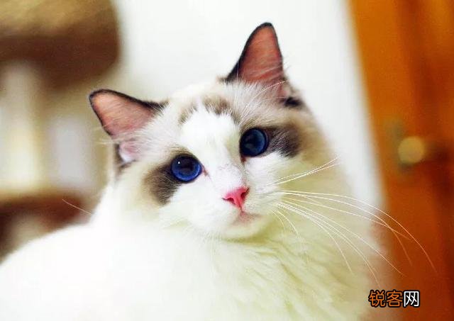 一只布偶猫大约什么价位？