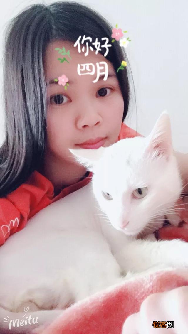 一只布偶猫大约什么价位？