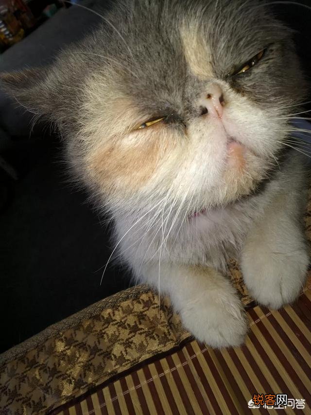 一只布偶猫大约什么价位？