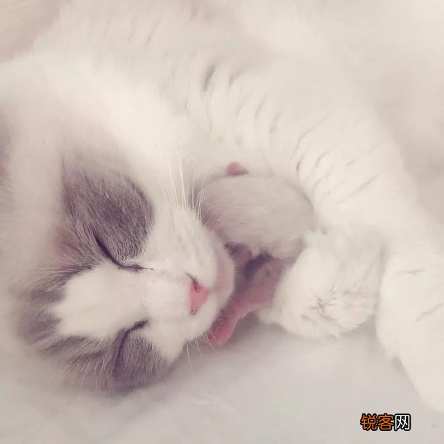 一只布偶猫大约什么价位？