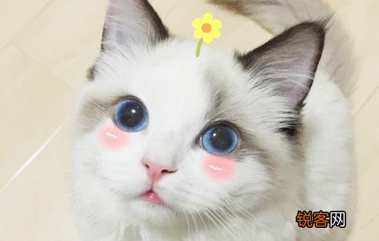 一直想买一只布偶猫,价钱太高,2020年能不能降价？