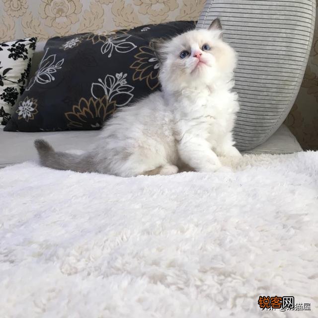 一直想买一只布偶猫,价钱太高,2020年能不能降价？