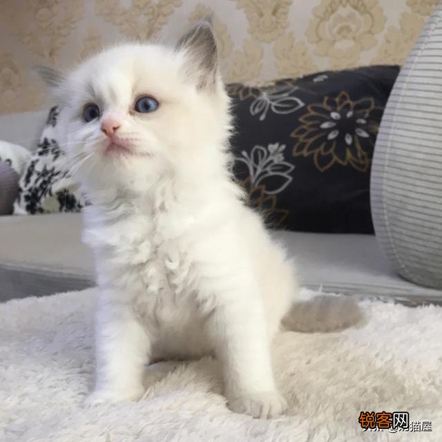 一直想买一只布偶猫,价钱太高,2020年能不能降价？