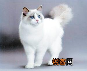 一直想买一只布偶猫,价钱太高,2020年能不能降价？