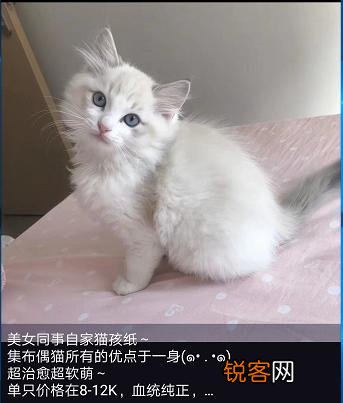 一直想买一只布偶猫,价钱太高,2020年能不能降价？