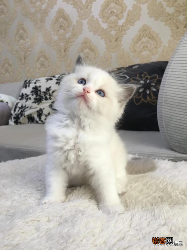 一直想买一只布偶猫,价钱太高,2020年能不能降价？