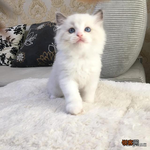 一直想买一只布偶猫,价钱太高,2020年能不能降价？