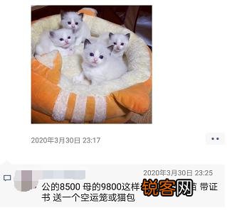 一直想买一只布偶猫,价钱太高,2020年能不能降价？