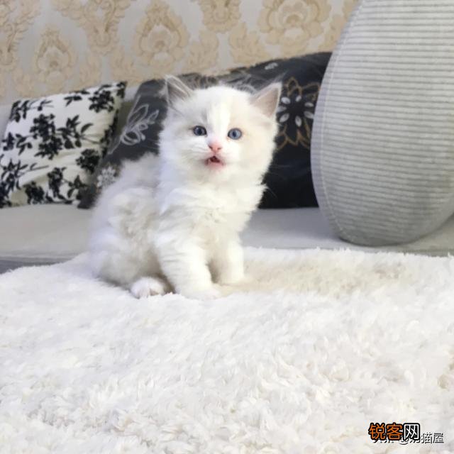 一直想买一只布偶猫,价钱太高,2020年能不能降价？