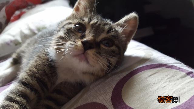 你愿意花多少钱买一只猫？