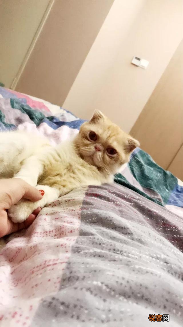 你愿意花多少钱买一只猫？