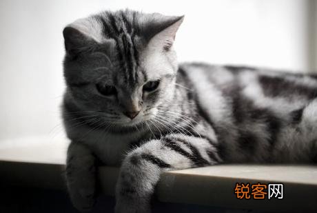 你愿意花多少钱买一只猫？
