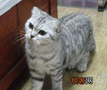 你愿意花多少钱买一只猫？