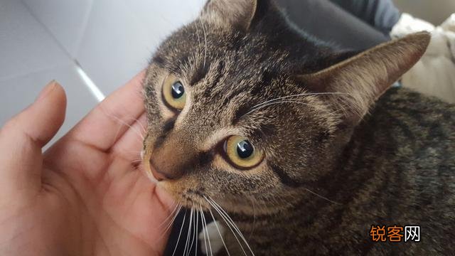 你愿意花多少钱买一只猫？