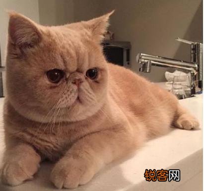 你愿意花多少钱买一只猫？