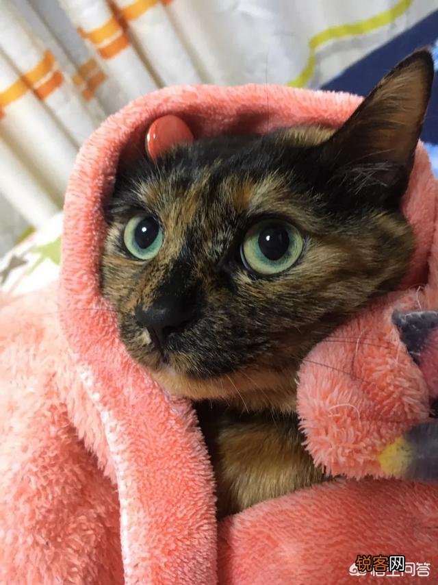 你愿意花多少钱买一只猫？
