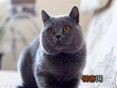 你愿意花多少钱买一只猫？