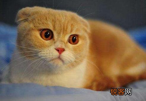 你愿意花多少钱买一只猫？