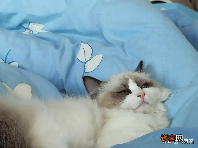 养一只布偶猫一个月需要多少费用？