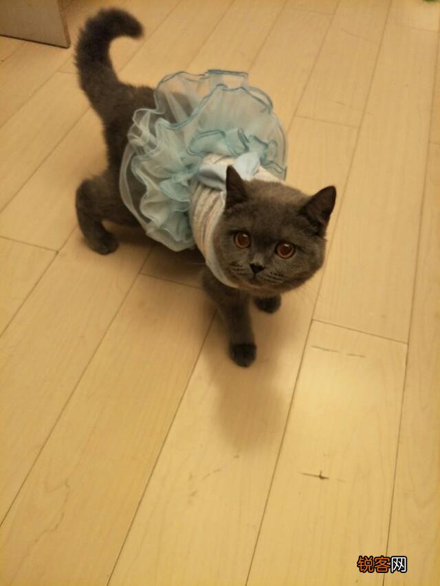 养一只布偶猫从入手喂到成年大概需要花多少钱？