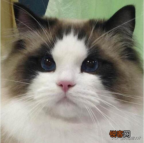 想养一只猫,但是纠结养英短还是布偶？也纠结养公猫还是母猫？