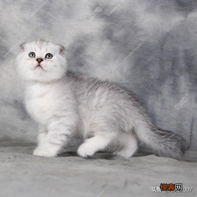 想养一只猫,但是纠结养英短还是布偶？也纠结养公猫还是母猫？