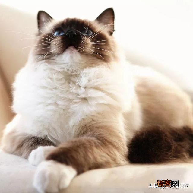想养一只猫,但是纠结养英短还是布偶？也纠结养公猫还是母猫？