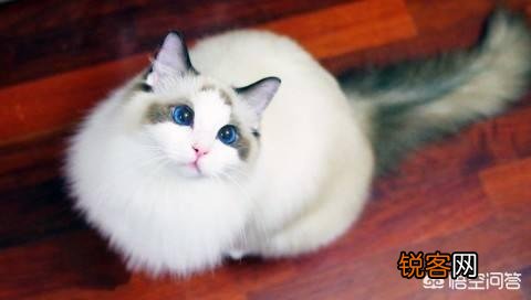 萌新想养一只猫,应该注意点什么,顺便问一下布偶猫大概多少钱一只？