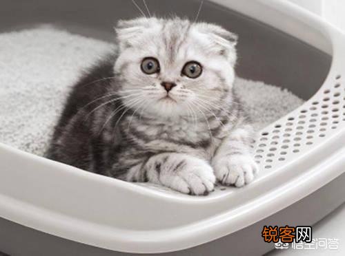 萌新想养一只猫,应该注意点什么,顺便问一下布偶猫大概多少钱一只？