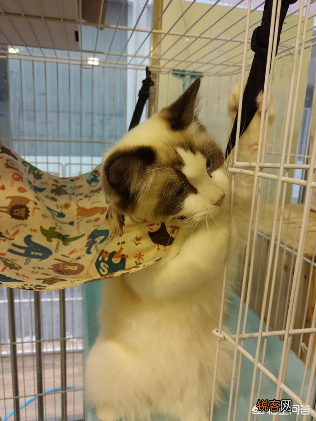 萌新想养一只猫,应该注意点什么,顺便问一下布偶猫大概多少钱一只？