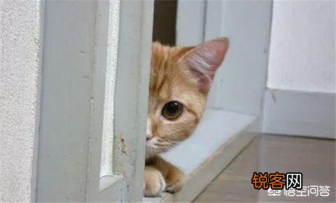 萌新想养一只猫,应该注意点什么,顺便问一下布偶猫大概多少钱一只？