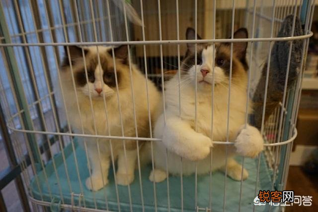 萌新想养一只猫,应该注意点什么,顺便问一下布偶猫大概多少钱一只？