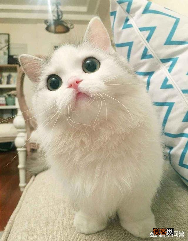 萌新想养一只猫,应该注意点什么,顺便问一下布偶猫大概多少钱一只？