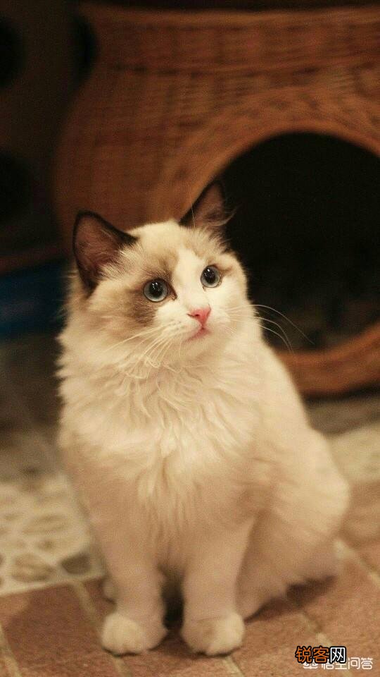 萌新想养一只猫,应该注意点什么,顺便问一下布偶猫大概多少钱一只？