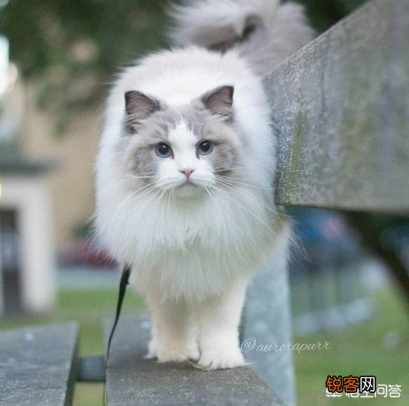 萌新想养一只猫,应该注意点什么,顺便问一下布偶猫大概多少钱一只？