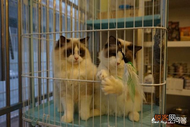 萌新想养一只猫,应该注意点什么,顺便问一下布偶猫大概多少钱一只？