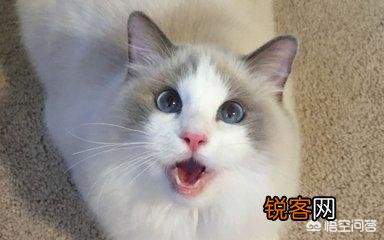 萌新想养一只猫,应该注意点什么,顺便问一下布偶猫大概多少钱一只？