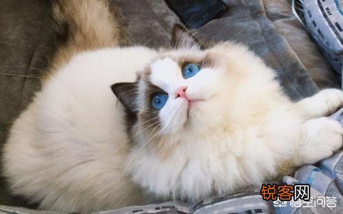 萌新想养一只猫,应该注意点什么,顺便问一下布偶猫大概多少钱一只？
