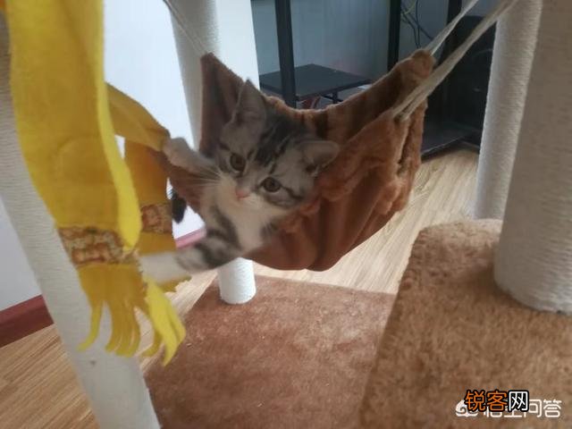 萌新想养一只猫,应该注意点什么,顺便问一下布偶猫大概多少钱一只？