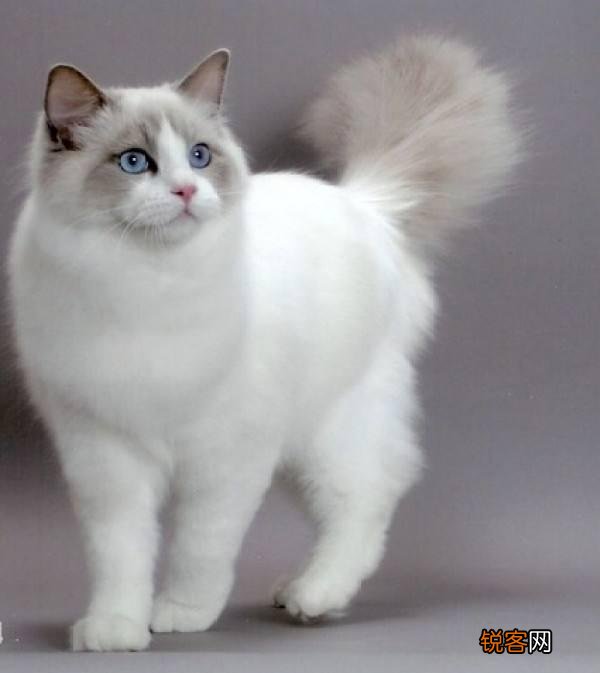 我很喜欢猫,想领养一只布偶猫,请问要走什么流程？